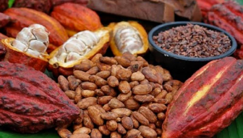 Mejores marcas de cacao peruano