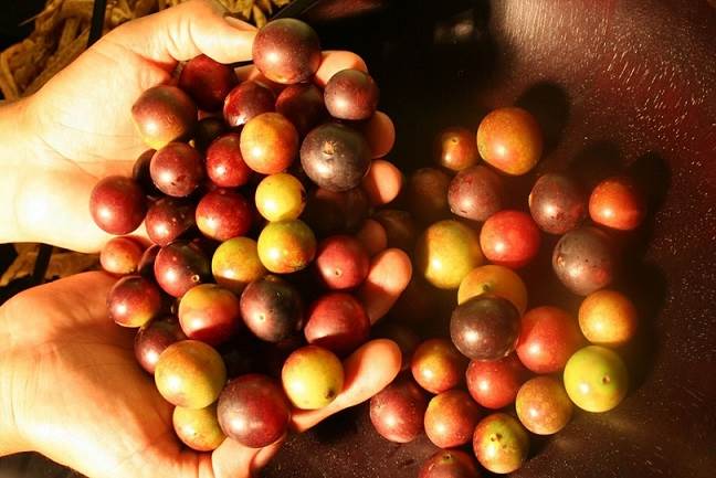Camu Camu: descubre los beneficios de la fruta más rica