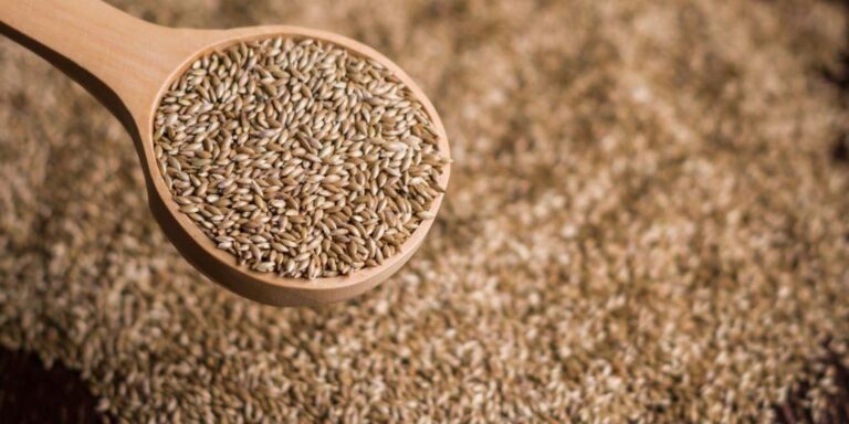 Alpiste Para Que Sirve Como Planta Medicinal malabar.com.pe