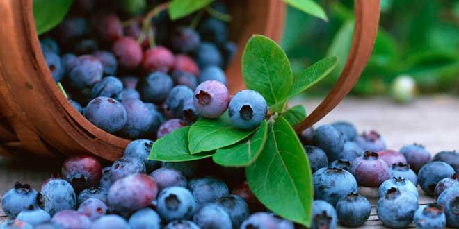 Propiedades del acaíberry: un fruto rico en antioxidantes