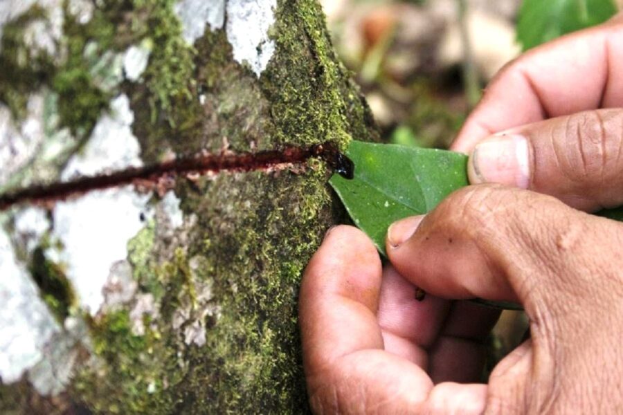 Sangre de Grado: El Poder Curativo de la Resina Amazónica ...