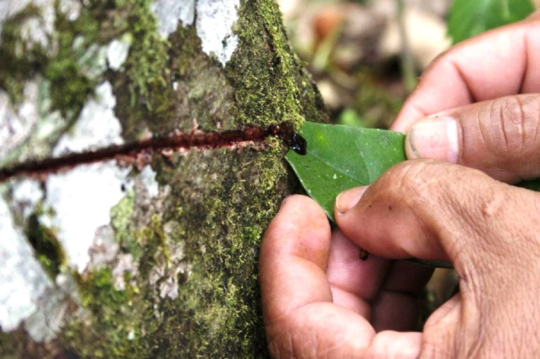 Sangre de Grado: El Poder Curativo de la Resina Amazónica