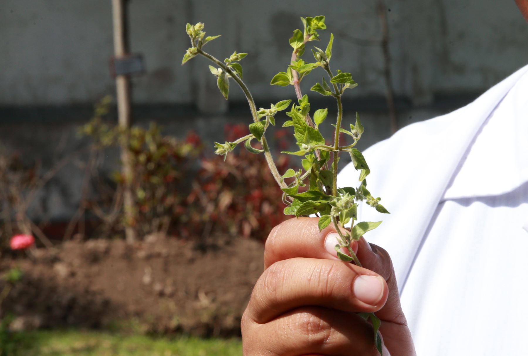 Propiedades de la Muña: Un Tesoro de la Medicina Tradicional Andina