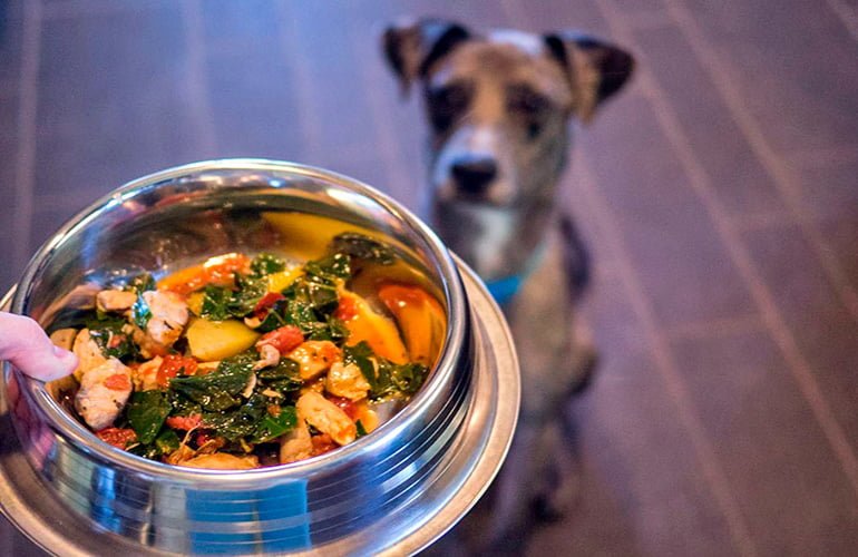 Comida Casera para Perros y Gatos: Beneficios y Cómo Prepararla Correctamente