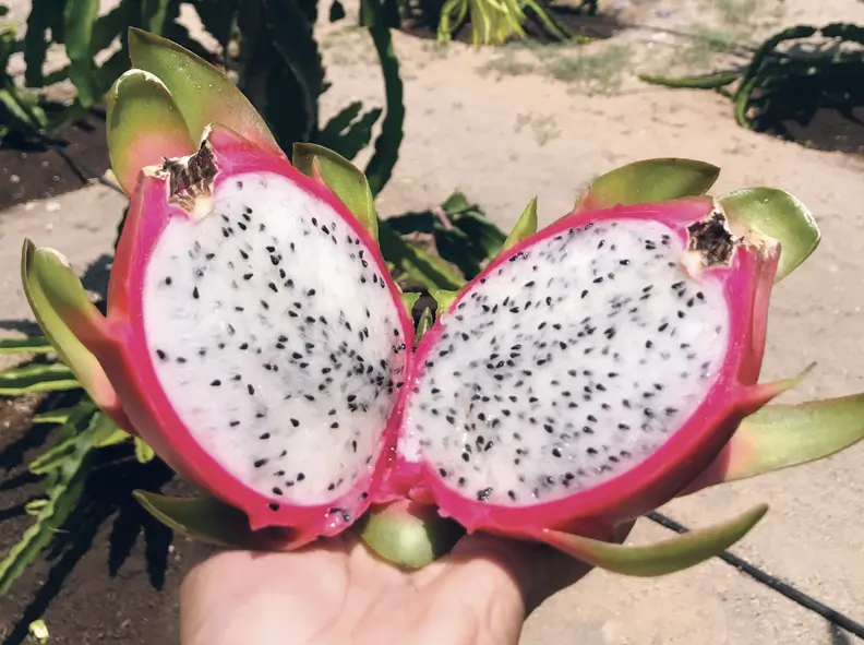 La Pitahaya Peruana: Un Fruto en Expansión en el Mercado Internacional